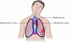 -the space in thoracic cavity between lungs. 

-contains all of the chest organs  except the lungs