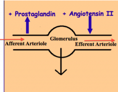 "Prostaglandins cause vasodilation, preferentially dilating the afferent arterioles.

Angiotensin causes vasoconstriction, preferentially constricting the efferent arterioles.

Both these actions increase GFR.
(Also affected by Norepinephrine...