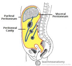 the potential space between the parietal and the visceral peritoneum.
