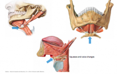hyoid bone 