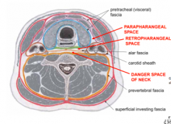 Danger space- goes from base of skull to diaphragm- infection can spread along the entire body 
