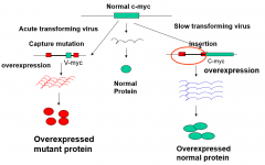 The acute transforming viruses which are v-onc+, and the slow transforming viruses which are v-onc-.

(Acute brings their own, while slow use the cellular oncogenes)