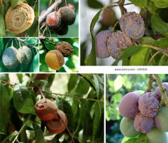 Disease of apples, plums and pears