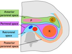 the space between the peritoneum and the posterior abdominal wall