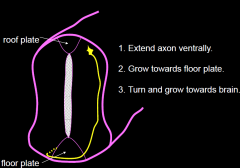 1) Extend axon ventrally
2) Grow towards floor plate
3) turn and grow towards brain


Netrin is secreted ventrally and causes growth in the direction, Shh induces turning