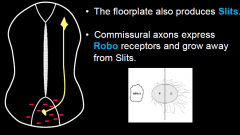 When they reach the floorplate.
Commissural axons begin to express Robo and grow away from Slits that are expressed in the floorplate (at the midline).