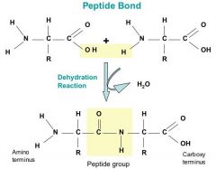 R-groups added w/ condensation polymerization;

"dipeptide" - "peptide linkage"

a protein is a "polypeptide"