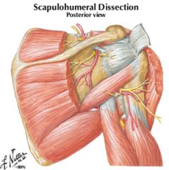 posterior humeral circumflex artery