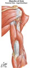 posterior cutaneous nerve of forearm