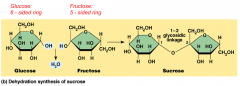 Two monosaccharides bond through dehydration synthesis.
