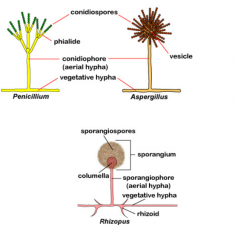 Conidia or conidiospores- Penicillum spp, Aspergillus spp. 
Sporangiospores: Rhizopus spp.