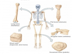 Classification of bones