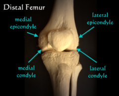 rounded projection at the end of a bone, located on or above a condyle and usually serving as a place of attachment for ligaments and tendons.