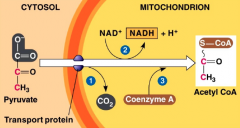 Pyruvate is transported into the mitochondrial matrix. 
Three step pathway.
Catalyzed by a complex of enzymes.
Coenzyme A receives the acetyl group.