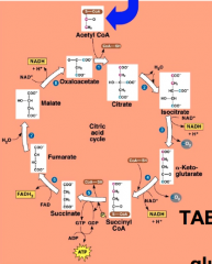 Citric Acid Cycle (cont.)