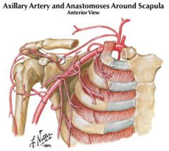 subscapular artery