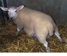 Clinical signs of urolithiasis in sheep?