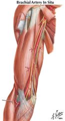 tendon of biceps brachii