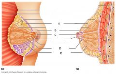 suspensory ligaments of breast