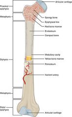 Anatomy of Long bone