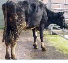 Clinical signs of pyelonephritis in cows?