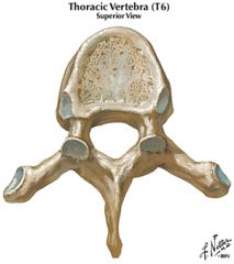 body of vertebra