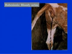 Clinical signs of babesiosis in cattle?