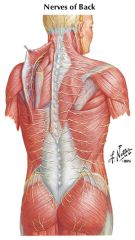 spinal accessory nerve (XI)
