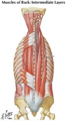 serratus posterior inferior