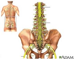 sacral nerve root