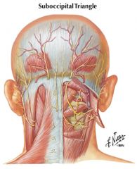 posterior capitis rectus minor muscle