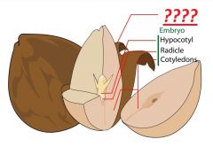 2). With the _________, as it matures, it becomes so dry that enzymes are incapable of properly functioning, and cell respiration slows down. The _____ allows seeds to stay alive for several years.
