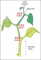 2). With primary growth, the meristems found at every _______ help with stem growth, contributing/supplying cells.

