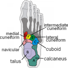 tarsus (aka ankle) contains 7 tarsal bones: the talus, the calcaneus, the cuboid, the navicular, and three cuneiform bones. 


The talus: the second largest bone in the foot. It transmits the weight of the body from the tibia anteriorly, towards t...