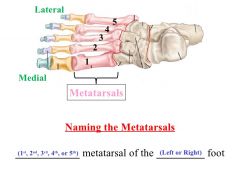 5 long bones that form the distal portion of the foot. Expressed in roman numerals I - V. 
The first 3 metatarsal bones articulate with the 3 cuneiform bones, and the last 2 articulate with the cuboid. 
They help support the weight of the body dur...