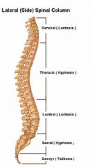 Consists of 26 bones: 24 vertebrae, the sacrum, and the coccyx. 
It is divided into regions: Beginning at the skull, there us the cervical, thoracic, lumbar, sacral, & coccygeal. Each region has it's own function. 
There are four spinal curves: ce...
