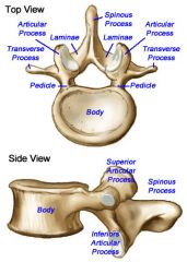 Largest of the vertebrae; oval surfaces
Support the weight of the head, neck, upper limbs, organs of thoracic and abdominal cavities