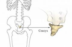Consists of 3 to 5 coccygeal vertebrae that finish fusing around age 26. It provides an attachment site for a number of ligaments and for a muscle that constricts the anal opening. 