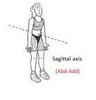 Passes horizontally from posterior to anterior.
Formed by the intersection of the sagittal and transverse planes.