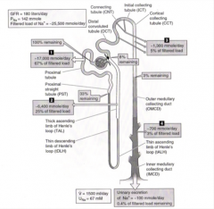 "1) Proximal tubule (66%)
2) Loop of Henle (25%)
3) Distal nephron (6%)
4) Collecting duct (3%)"