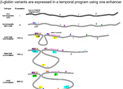 ß-Globin variants are expressed in a temporal program using one enhancer.

Loops are formed depending on which gene promoter DNA binding proteins are available for transcription.