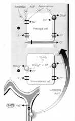 "Input
Epithelial sodium channel - allows sodium to enter via a channel.

Output
Na+/K+/ATP pump"