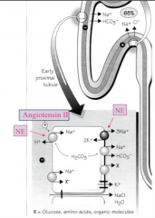 "1) Norepinephrine (NE) - targets Na+/H+ exchange and Na+/K+/ATP pump to increase reabsorption

2)Angiotensin II - targets Na+/H+ exchange"
