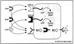ANP (Atrial Natriuretic Factor) - targets principal cells, increasing cyclic GMP inside the cell, binding to the sodium channel and reducing its function.