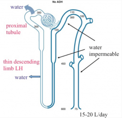 "1) Proximal tubule
2) Descending limb of the loop of Henle

They naturally contain water channels."