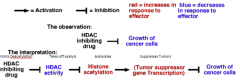 Ultimately activates transcription of tumor suppressor gene inhibiting cancer growth.