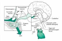 "Two clusters of neurons (supraoptic and paraventricular) in the hypothalamus are responsible for the production of ADH.

Their axons terminate within the pituitary, where they are released. Its release is regulated by osmoreceptors and in part ...