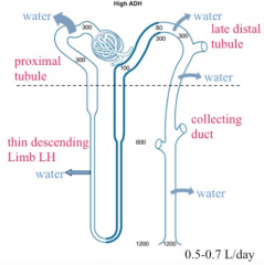 "The sodium reabsorption in the ascending loop of Henle and the early distal tubule (both water impermeable) results in a dilute tubular fluid, because sodium has been taken out.

Once ADH is present and water channels open, there is an osmotic ...