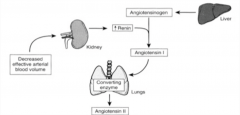 "1) Low blood volume stimulates renin release from the kidney.

2) Circulating angiotensinogen from the liver is converted to angiotensin I by renin. Angiotensin I has no physiological function.

3) Angiotensin I is converted by angiotensin co...