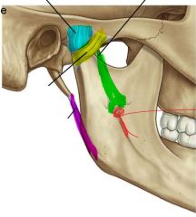 Identify the purple ligament